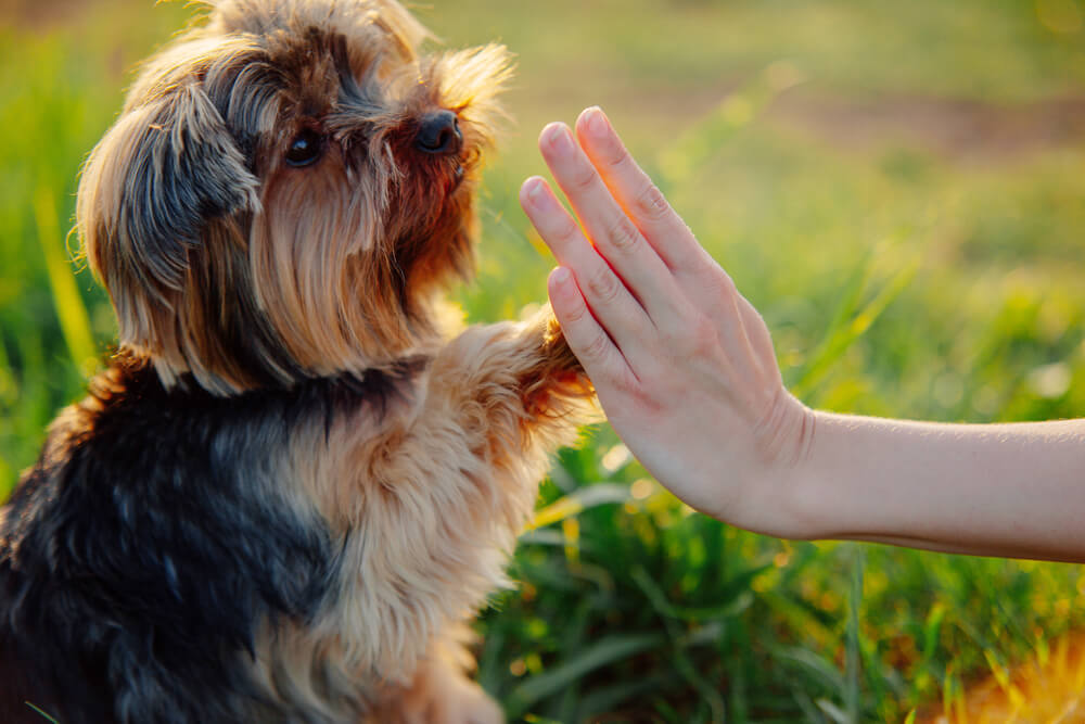 Dog gives his owner a high five