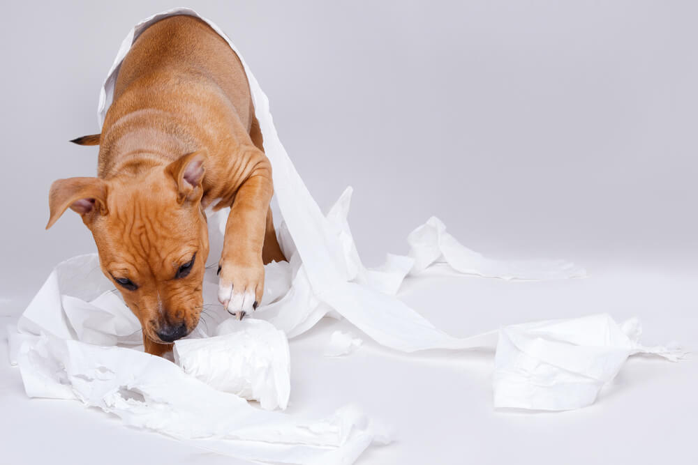 dog playing with toilet paper