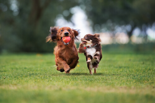 dogs running