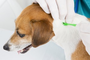 dog getting tick removed