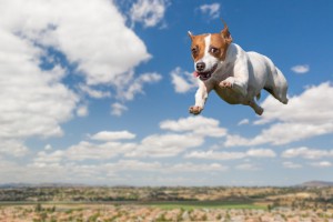 Dog flying through the air