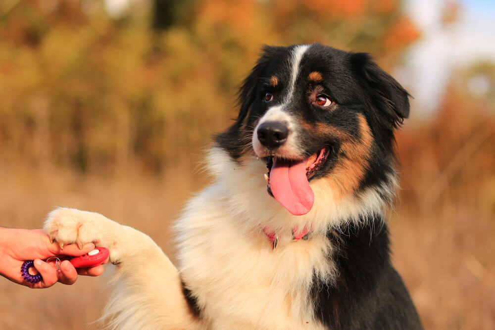 dog being trained