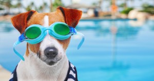 dog wearing goggles in pool