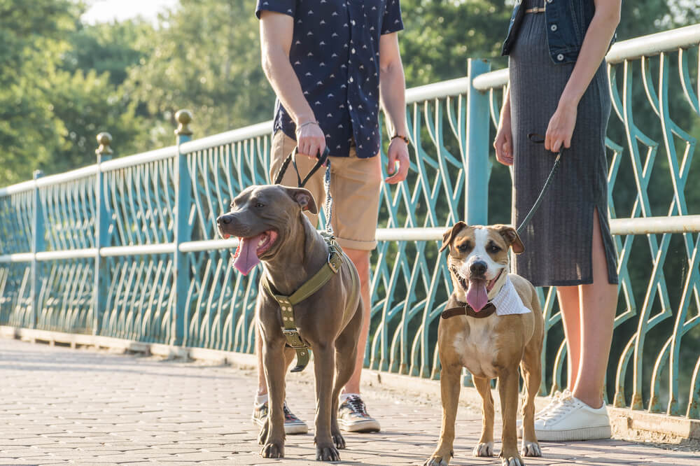 socializing dogs