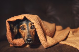 dog with anxiety under blanket