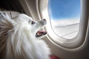 dogs first flight