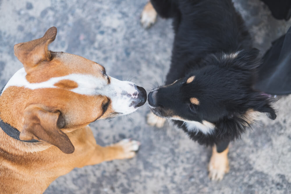what to do if your dog doesnt like other dogs