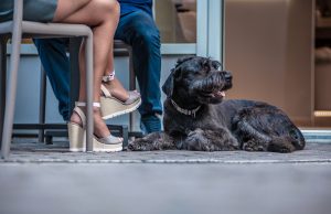 training dog for pet-friendly restaurant