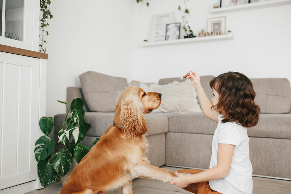 private in-home dog training