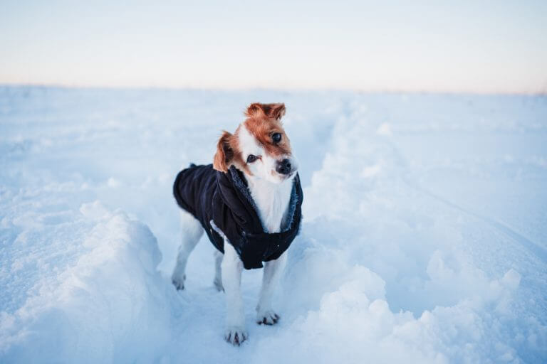 winter dog