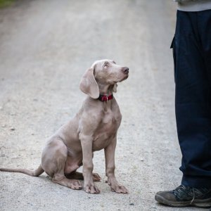 young Weimaraner dog in puppy training