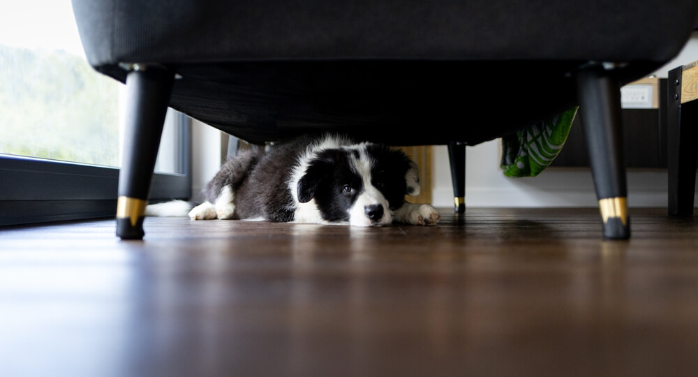 Anxious dog under chair