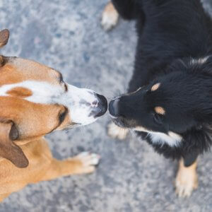 puppy socializing
