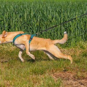 Leash Reactivity Class