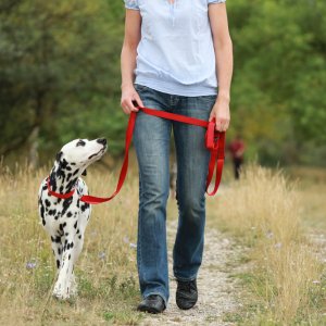 dog walking on a leash