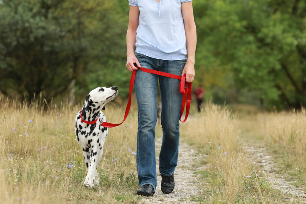 dog walking on a leash