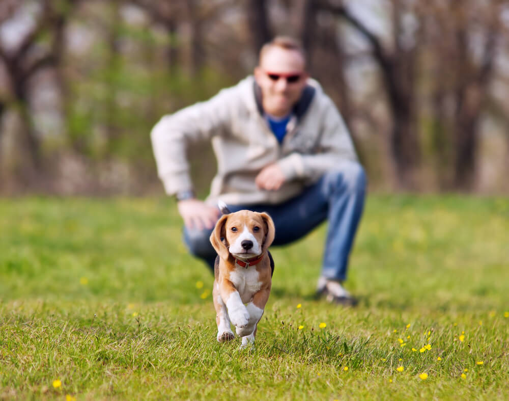 spring dog training