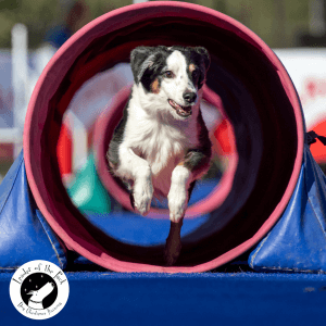 dog agility confidence building class