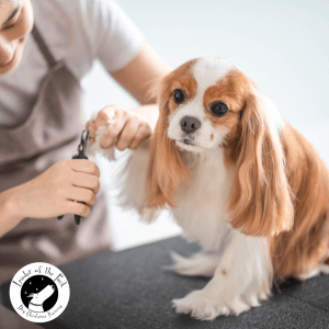 dog grooming